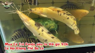 Mua Cá Trê Panda siêu to với giá 9x, cơ hội không thể bỏ lỡ