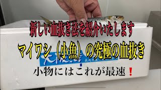 新しい血抜き法を紹介いたします。マイワシ（小魚）の究極の血抜き編 vol.240