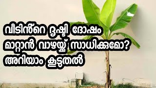 വീടിൻ്റെ ദൃഷ്ടി ദോഷം മാറ്റാൻ വാഴയ്ക്ക് കഴിയുമോ?|drushti|vastu