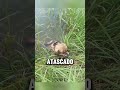 Un Padre Salva a su Cachorro del Río