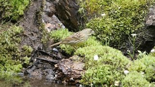 舞岡公園のアオジ（雌）その２（4K動画）