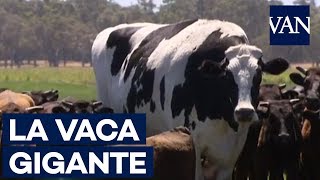 Conoce a Knickers, la vaca más grande del mundo