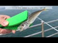 【舞子公園】サビキ・呑ませ・夜は大サバ！fishingmax垂水店2019 06 20