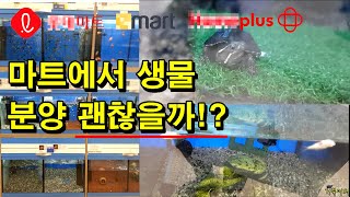 [#거북이씨 ]  마트에서 생물(거북이, 열대어, 등등) 분양받아도 괜찮을까!?