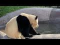 【豪快】美味しい竹が無い時の彩浜はこうなりますw🐼アドベンチャーワールド パンダ giantpanda