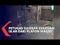 Evakuasi Ular Sanca Batik dari Atas Plafon Masjid, Petugas Damkar Sempat Kewalahan saat Hadapi Ular