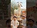 My Eid Goat Ran Away! 😂🐐 #EidAlAdha #BakraEid #FunnyGoat #funnykids