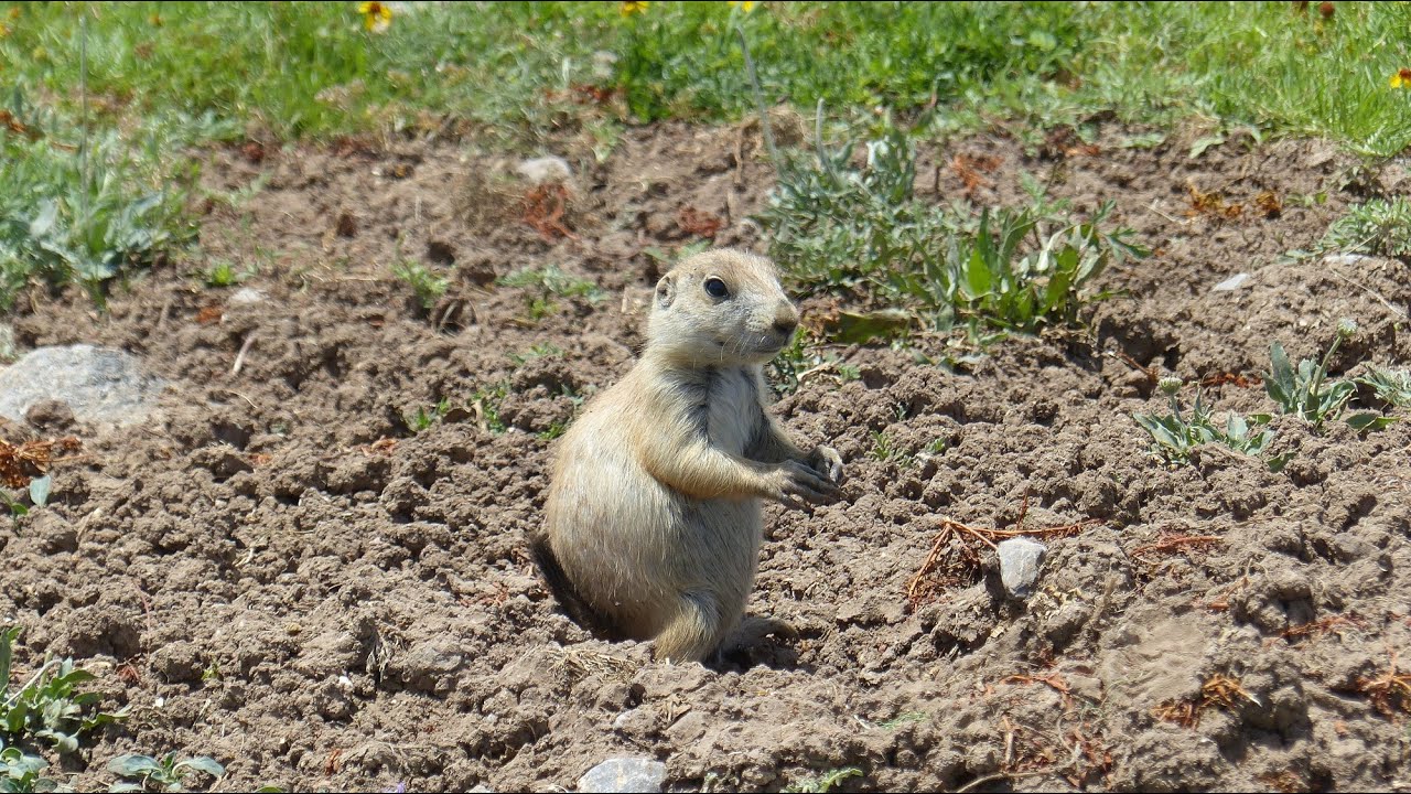 Prairie Dogs In Their Natural Habitat. - YouTube