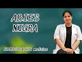 ABIES NIGRA HOMOEOPATHIC MEDICINE | BHMS | TARANG ACADEMY HOMOEOPATHY