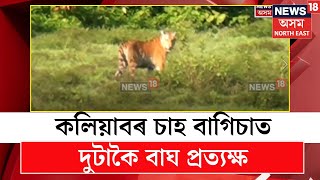 Tiger in Kaliabor | কলিয়াবৰ চাহ বাগিচাত দুটাকৈ বাঘ প্ৰত্যক্ষ, বনবিভাগৰ লোকে কৰি আছে নিৰিক্ষণ