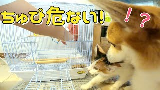 子猫からインコを守り踏んずけちゃったコーギー