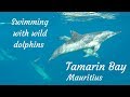 Top things to do at Mauritius: Swimming with wild dolphins in Tamarin Bay