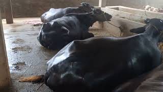 pure.murabuffalos.sale.9346082188.appaji.dairy.rajamandry