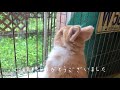 i brushed for the first time it feels good ~ baby rabbit bunny vol 45 netherland dwarf