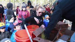 Planting longleaf pine saplings