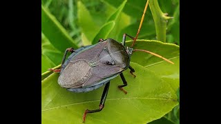 Bronze Orange Bug. Best and Easiest Method to Control These Bugs on Citrus Trees.