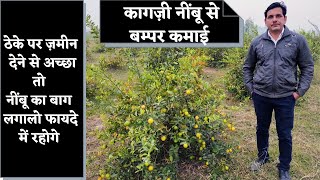 Kagzi Lemon Farming Income / कागज़ी नींबू खेती से कितनी कमाई Phno - 7015942001 #farmeradvisor