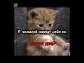 Котики ид не моя активвернись видео котики люблюкотиков врек