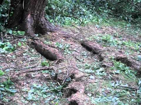 The Breathing Tree Youtube