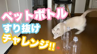 猫様の華麗(?)な動きを観察！【トンキニーズ】