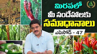 ఎపిసోడ్ 47- మిరపలో  మీ సందేహాలకు సమాధానాలు | Doubts and Answers in Chilli Crop |Annapurna agri space