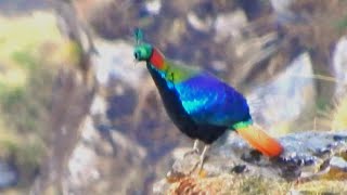 Himalayan Monal (Male) Bird - 3