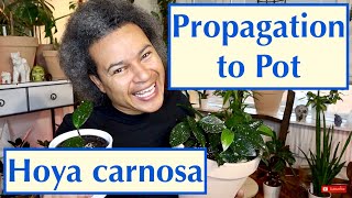 Propagation to Pot - Hoya carnosa