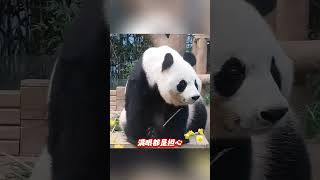 今天福宝好好吃饭了吗？福宝假孕难受爱宝也一定很担心福宝吧福宝回国母女最后一面也没见上下个月双胞胎也要和爱宝分开明年双胞胎女儿也要回国      #爱护大熊猫人人有责##不止我一个想ru