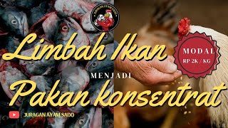 Cara membuat tepung ikan ||  konsestrat untuk pakan ayam