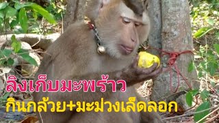 Ep.30 Vlog Sawee Chumphon ลิงเก็บมะพร้าว Monkey  picking coconut ลิงกินกล้วย ลิงกินมะม่วงหิมพานต์