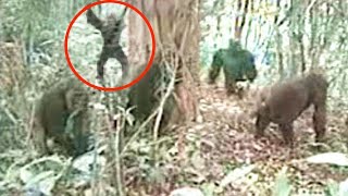 10 Découvertes effrayantes dans la jungle qui ne peuvent pas être expliquées !
