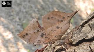 Orange Oakleaf (Kallima inachus) at Jim's Jungle Retreat !