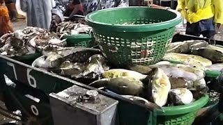 காசிமேடு மீன் விற்பனை /kasimedu fish selling🐟🐠⛵