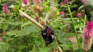 Eclosion d'une chrysalide de papillon