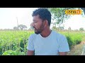 beed tomato farming लाल टोमॅटोची शेतीच भारी नशीब पालटलं अन् पुढे काय झालं पाहाच local18