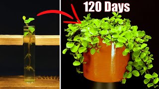 Growing peperomia from cuttings - 120 days time lapse #greentimelapse #gtl #time