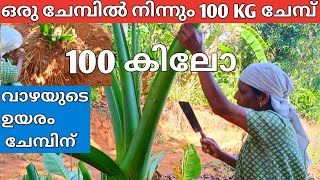 വീടിന് മുകളിൽ വളർന്ന ചേമ്പ് വെട്ടി മാറ്റി..100 KG, surprise 🙄#achayanarmyfamily