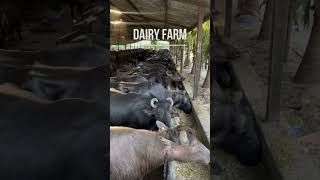 Girdhara dairy farm