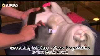 Grooming Maltese part 1 - Show Preparation