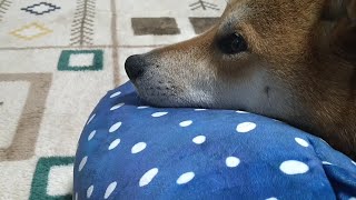 テレビに映っている猫を見ている犬