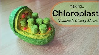 How to make a Chloroplast model