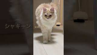 呼んだらきてくれる優しい猫がかわいい #ねこのいる生活 #子猫 #cat #サイベリアン #shorts