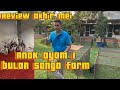 REVIEW ANAK AYAM 1 BULAN SANGO FARM