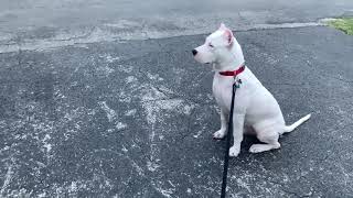 Dogo argentino - Biggest dogo at 6 months