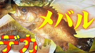 春の磯釣りで爆釣！ 35cmのデカメバル Surf-fishing