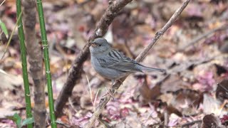 自然環境保全センター 自然観察園のクロジ（雄）その１０４（4K60P動画）