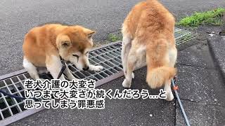 【認知症17歳柴犬】先に旅立った元飼い主と最期のお別れをしに…