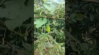 Beautiful spine gourd farming #vegetables #kantola