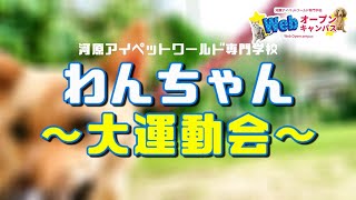 Webオープンキャンパス ～わんちゃん大運動会～ 【河原アイペットワールド専門学校】