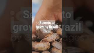 Secrets to growing Brazil Nuts